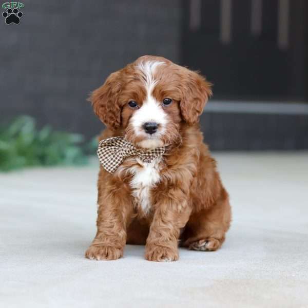 Kobe, Cavapoo Puppy